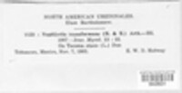 Prospodium transformans image